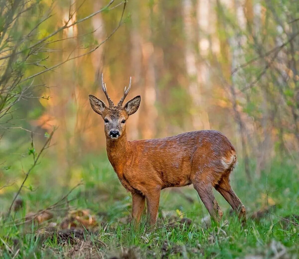 Сибирская косуля capreolus pygargus. Сибирская косуля Алтайский заповедник. Косуля Таежная Сибирская. Косуля Сибирская (capreolus pygargus Pall.). Косуля в какой природной