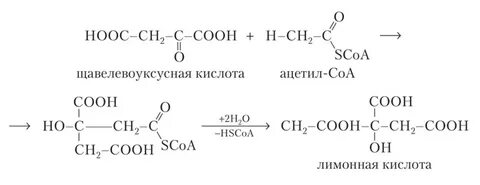 Яблочная кислота щавелевоуксусная кислота