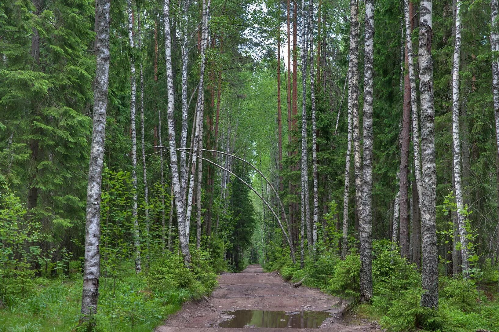 Лес сиб. Смешанный лес Ленинградской области. Лес Приозерского района. Лиственный лес Ленинградская область. Смешанный лес Лиственный Карелия.