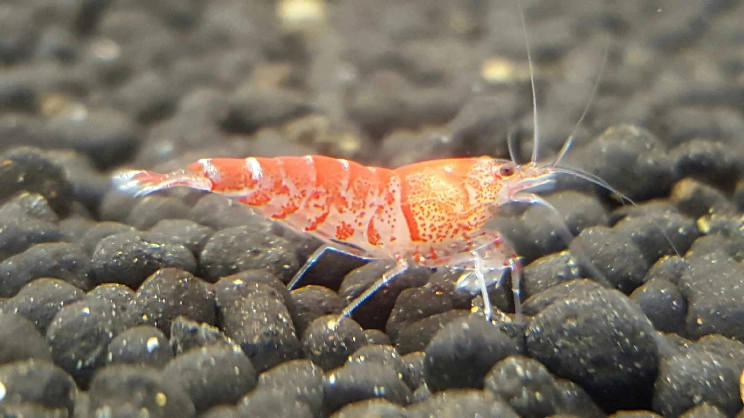 Креветка вишня red cherry shrimp. Креветка анемоновая белоточечная. Аквариумные креветки черри. Пильчатая креветка. Черноморская креветка.