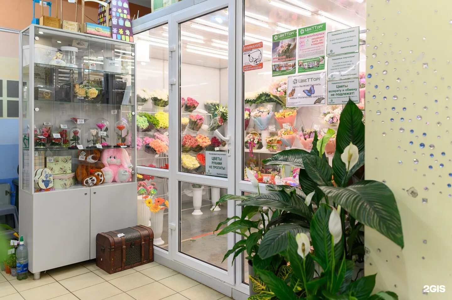 цветок в горшке. цветочный магазин тольятти автозаводский район. флористический центр в новосибирске. магазин горшечных растений. ю кэлушарий пеларгония.