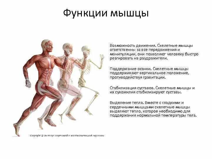 Работа скелетных мышц человека. Функции скелетной мускулатуры человека. Функции скелетных мышц. Функции скелетных мышц человека. Основные мышечные функции.