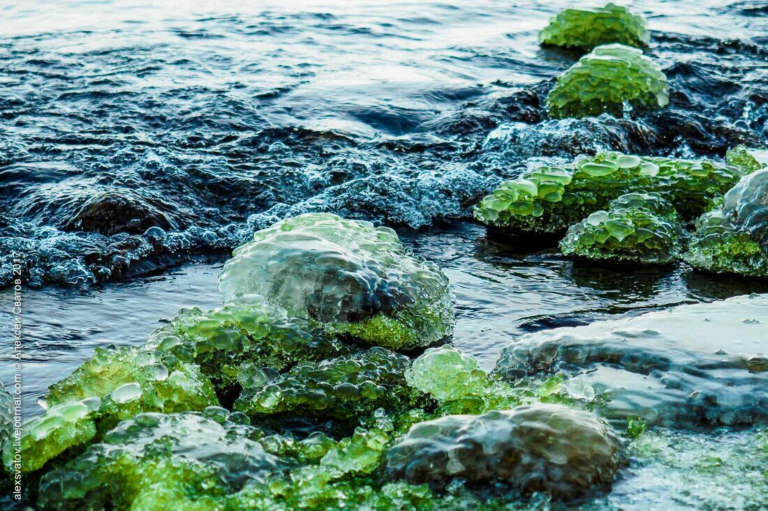 Г спирогира. Байкал водоросли спирогиры. Спирогира на Байкале. Зеленая спирогира на Байкале. Байкальская губка и спирогира.