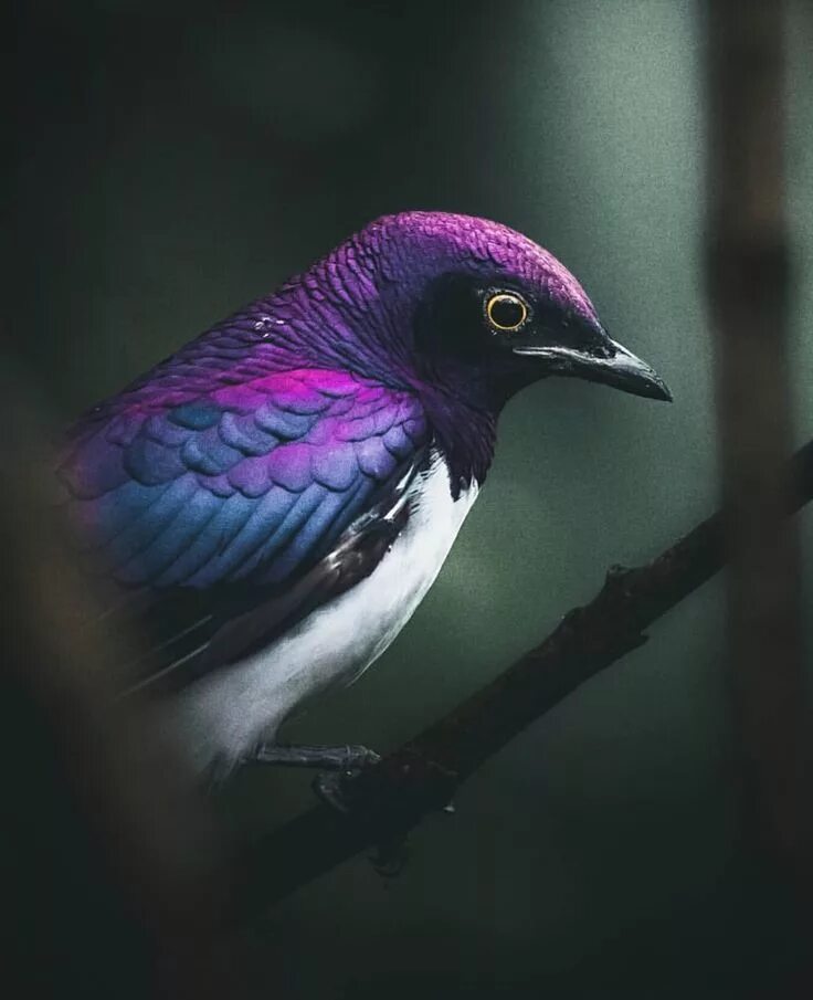 Аметистовый короткохвостый скворец. Пурпурный скворец Lamprotornis purpureus. Фиолетовый короткохвостый скворец. Птица аметистовый скворец.