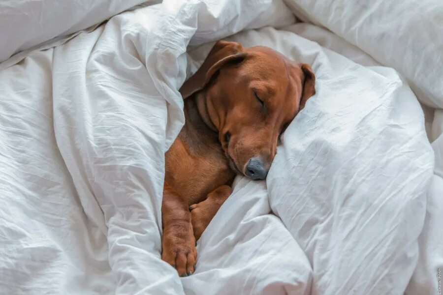 сонная такса. белая такса. сон такса рыжая. сон такса рыжая. таксы спят сладко.