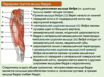 Квадрицепс функции
