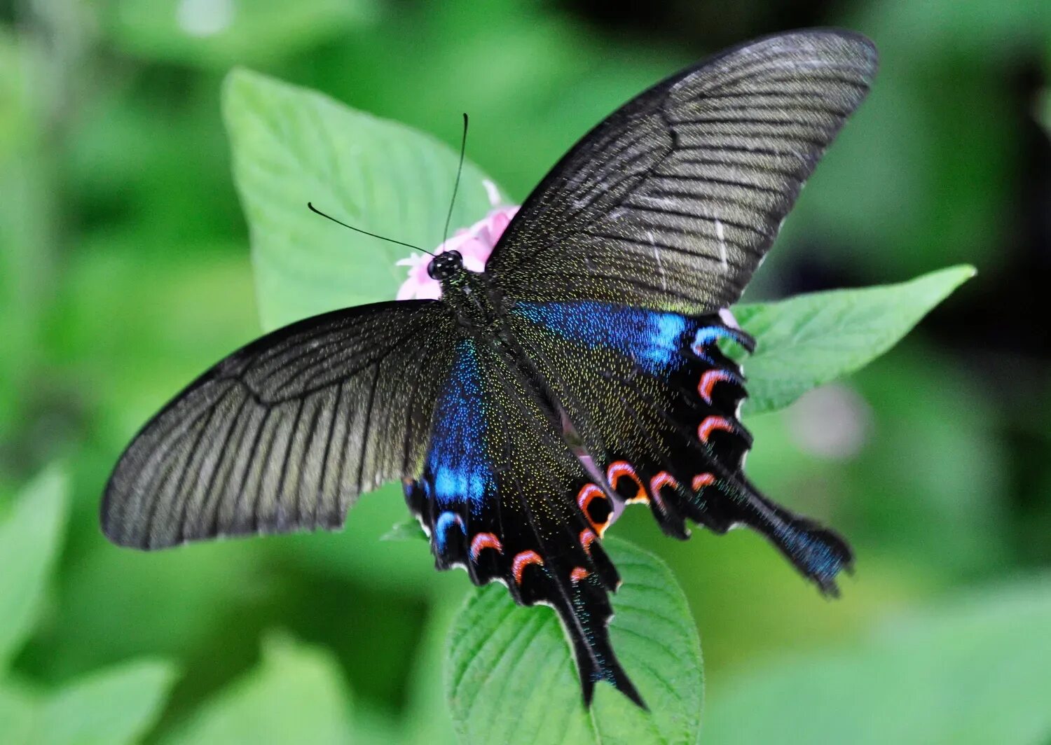 Название самых красивых бабочек. Papilio Chikae. Павлиний парусник (Papilio Chikae). Бабочка Papilio ascalaphus. Красивые бабочки.