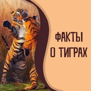Слово тигрица