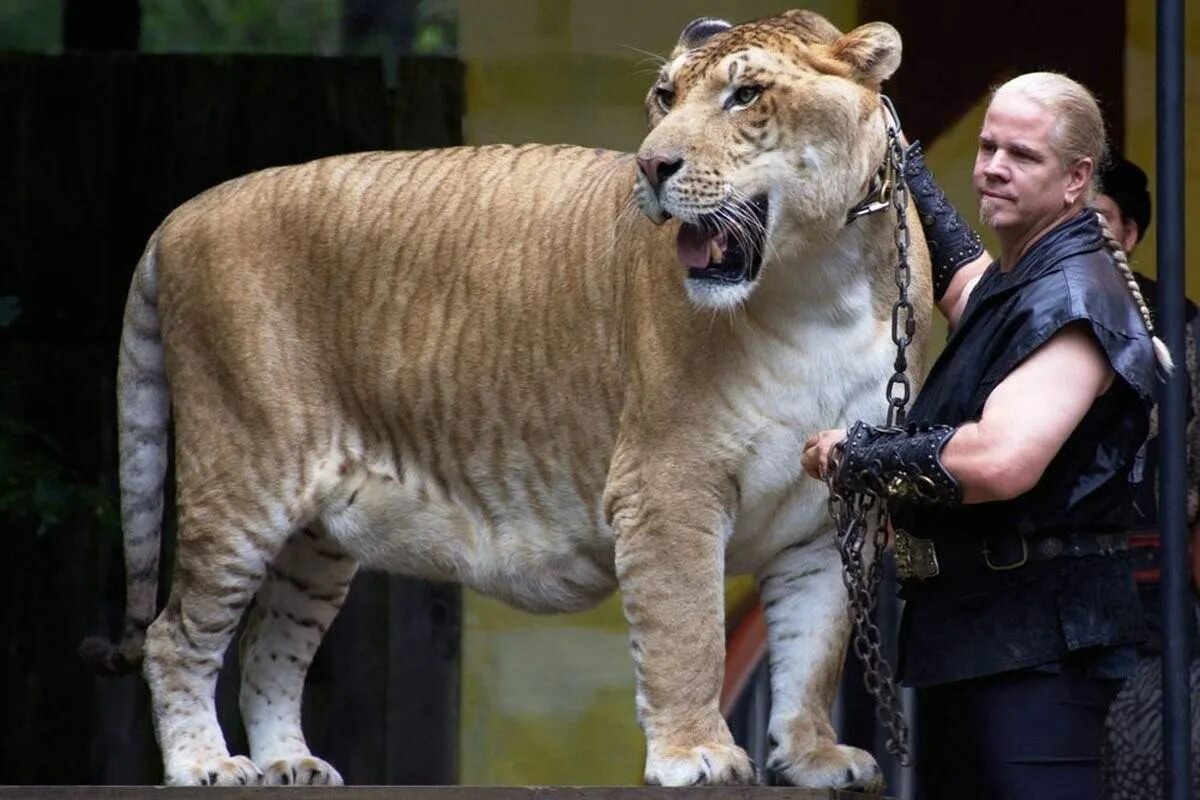 Ливр гибрид льва и тигра. Самого крупного животного в мире. Самого крупного животного в мире. Лигр геркулес гибрид льва и тигра. Ластоногие морской слон.