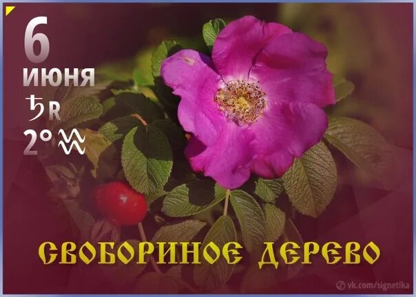 Шиповников день 6 июня картинки. Шиповников день 6 июня картинки. Шиповников день (свобориное дерево). 6 июня шиповников день свобориное дерево. Шиповников день 6 июня картинки.