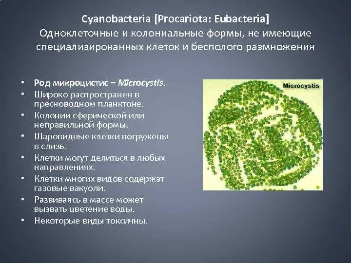 Что характерно для так называемого колониального типа