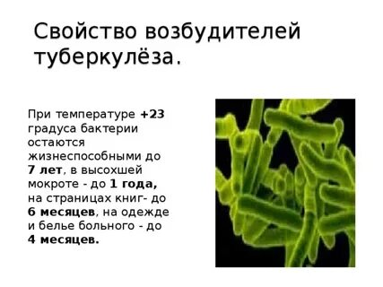 Микобактерия туберкулеза лечение