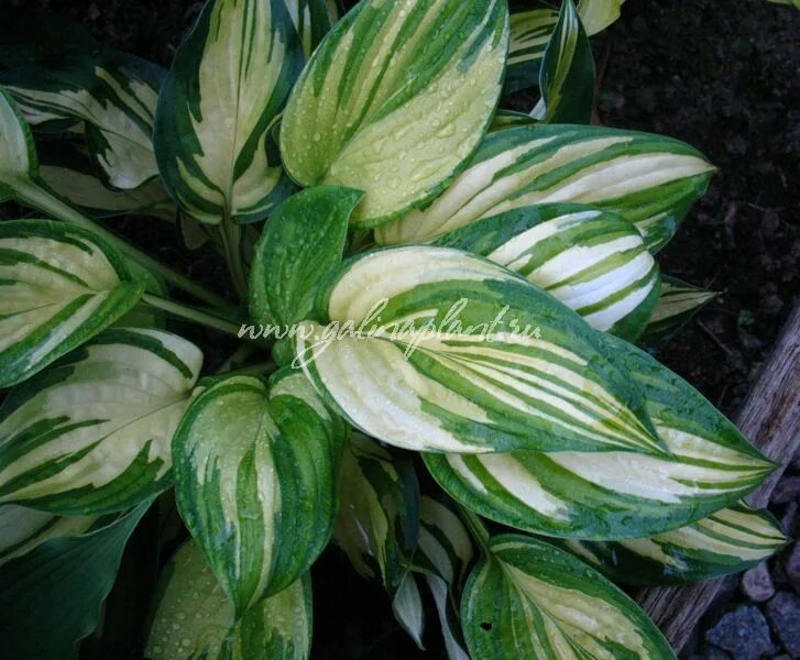 хоста джек берри. хоста смесь с3 hosta mix. хоста chris alien species. хоста микс. хоста континентал дивайд (continental divide).