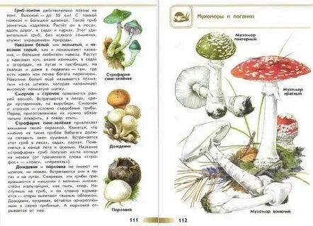 Пример определителя в биологии 5 класс