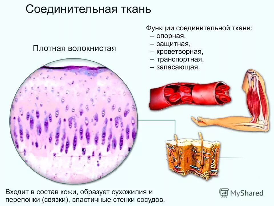 Сухожилия образованы из ткани