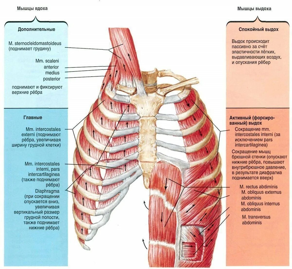 Дыхательная диафрагма анатомия. Наружные межреберные мышцы дыхание. Межреберные мышцы и диафрагма. Грудные мышцы диафрагма анатомия. Роль грудной клетки в процессе дыхания