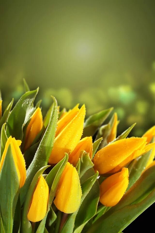 Исполнительница желтых тюльпанов. Тюльпан йеллоу мастер. Красивые желтые тюльпаны. Королева желтые тюльпаны. Тюльпан axebon желтый.