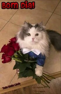 Мем кот с цветами