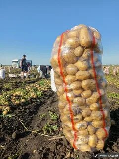 Картофель опт краснодарский