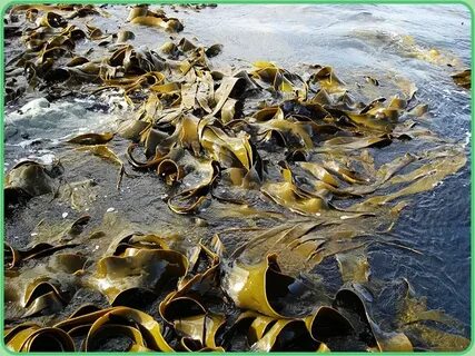 Бурые водоросли белого моря