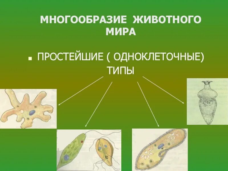 Названия простейших животных. Типы одноклеточных. Типы одноклеточных животных. Одноклеточное животное. Одноклеточные организмы.