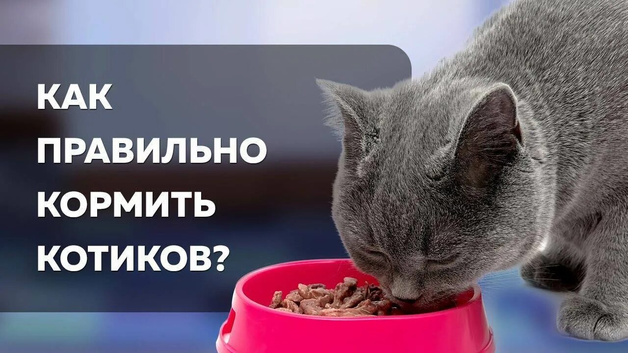 Как правильно кормить кота. Правильное питание для кота. диета для кастрированного кота. правильные корма для кошек. правильный рацион питания для кошек.