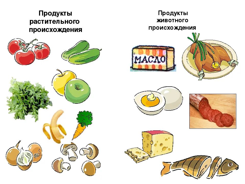 Продукты растительного происхождения 2 класс окружающий. Продукты растительного происхождения. Продукты растительного и животного происхождения. Пища растительного происхождения. Растительное происхождение продуктов.