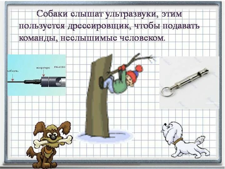 Собака на белом фоне. Ретривер в наушниках. Собака слышит. Диапазон слуха собаки. Собака не слышит.
