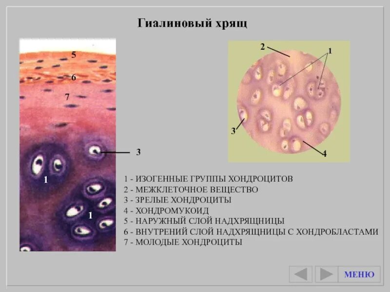 Гиалиновый хрящ функции. Изогенные хондроциты. хондробласт в гиалиновом хряще. хрящевая ткань изогенные группы. гиалиновый хрящ структурные компоненты.