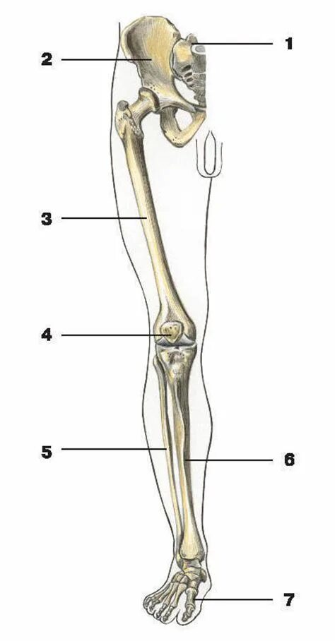 Левой нижней конечности. Строение скелета нижних конечностей. Кости нижних конечностей человека анатомия. Кости нижней конечности( кости таза и свободной нижней конечности). Скелет нижней конечности человека.