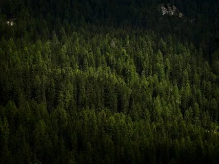 Густые хвойные леса сканворд
