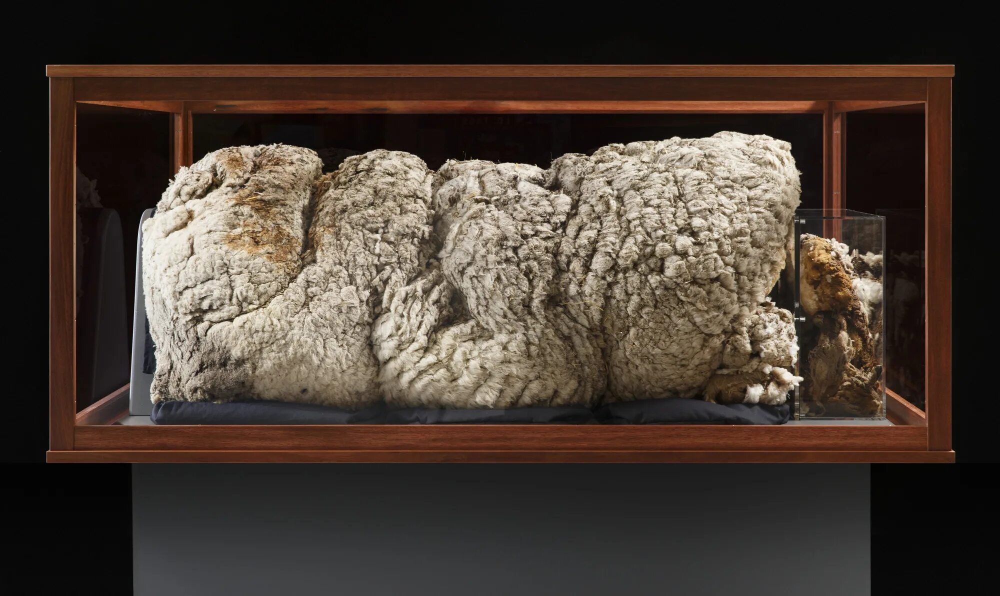 Овца шерсть 35 кг. Руно овечьей шерсти. Руно шерсть овцы. Музей шерсти.