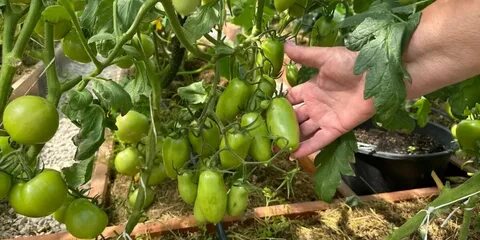 Чем полить помидоры чтобы не желтели