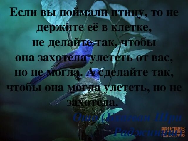 Песня выбери меня птица завтрашнего дня. Птица в клетке стихи. птица в клетке афоризмы. птица в клетке цитаты. фразы о птицах в клетке.