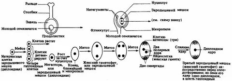 В семязачатках формируются