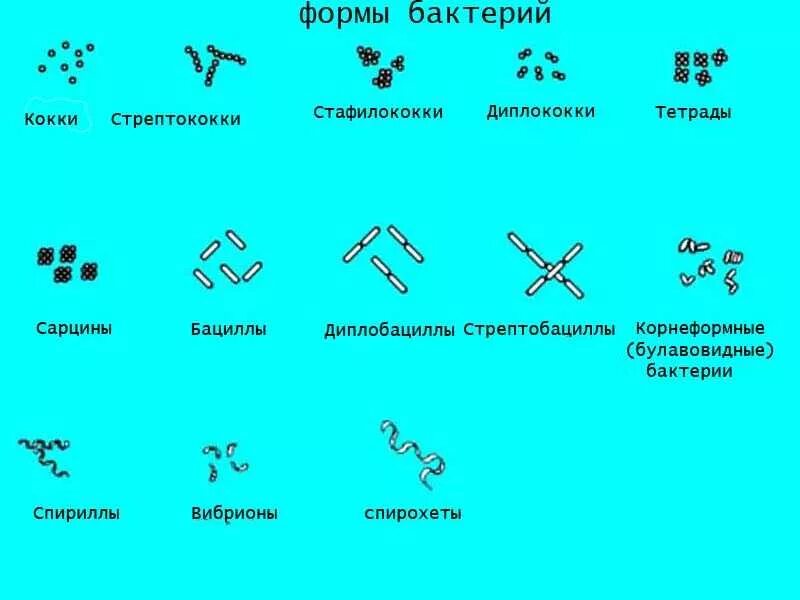 Формы бактерий кокки бациллы. Формы бактериальных клеток микробиология. Виды бактерий по форме таблица. Опишите основные формы бактерий.