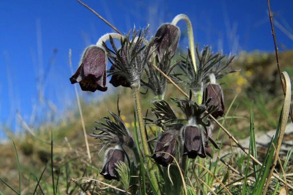 Чернеющий список. Прострел Луговой Pulsatilla pratensis. Pulsatilla pratensis растение. Pulsatilla прострел Даурский. Прострел чернеющий (Pulsatilla nigricans).