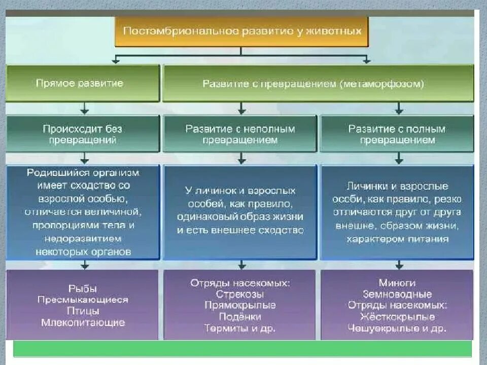 Постэмбриональный период онтогенеза схема. Постэмбриональный период онтогенеза таблица. Типы постэмбрионального развития схема. Стадии развития прямого развития.