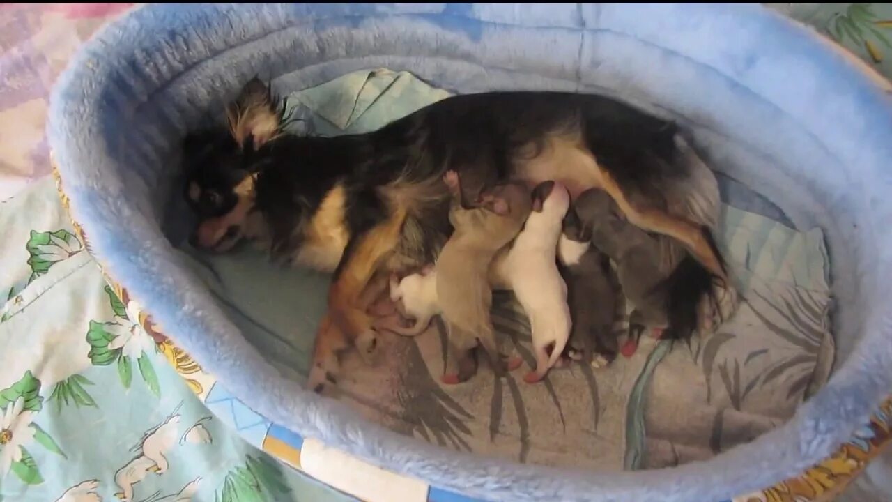 Сколько щенков может родить. Новорожденный щенок той терьера. Роды собаки чихуахуа щенков.