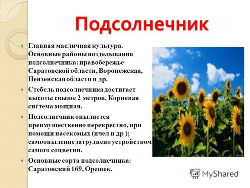 Способ распространения подсолнечника