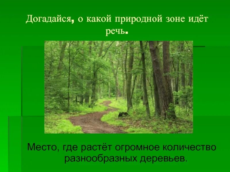 Царство деревьев какая природная зона. Природная зона лес. растения леса презентация. растения лесной зоны. растения леса 4 класс.