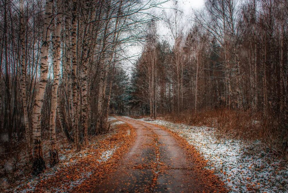 Поздняя осень. Лес поздней осенью. Поздняя осень фото. Поздняя осень в лесу.