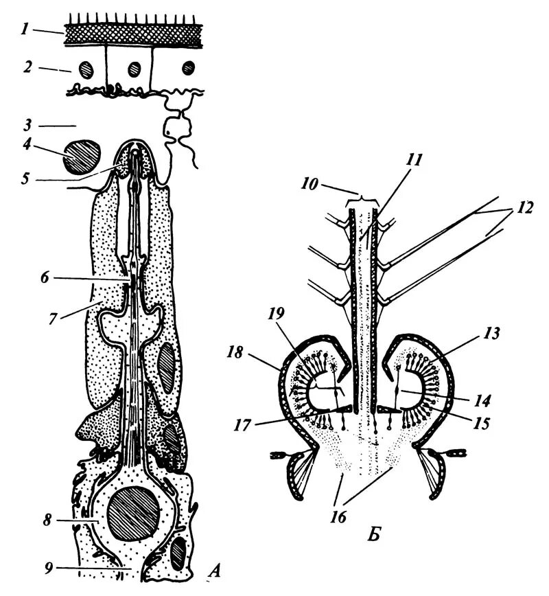 схема рецептора растяжения. рецепторы растяжения мышцы. схема рефлекса с сухожильных рецепторов гольджи. интрафузальные волокна физиология. System sensory system 1974.