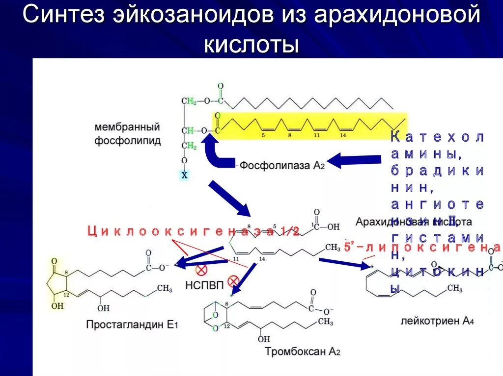 Подготовка к синтезу. Схема синтеза эйкозаноидов из арахидоновой кислоты. 2. Схема синтеза эйкозаноидов. Арахидоновая кислота Конформационное строение. Синтез эйкозаноидов из арахидоновой кислоты.