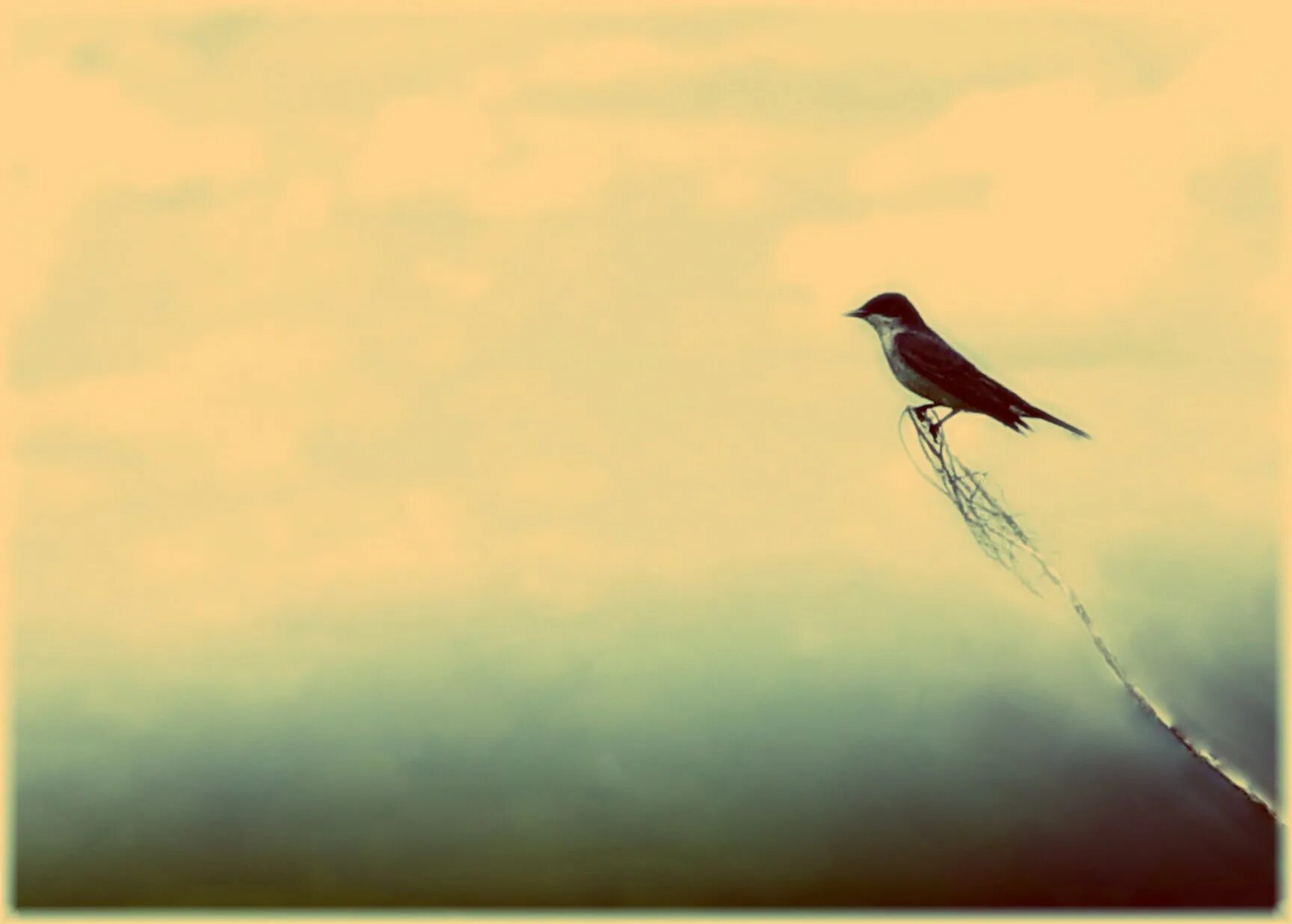 Маленькая птичка в полете картина. Птица летит спиной вперед. В штопоре природа птица. Птица в полёте илюстрация.
