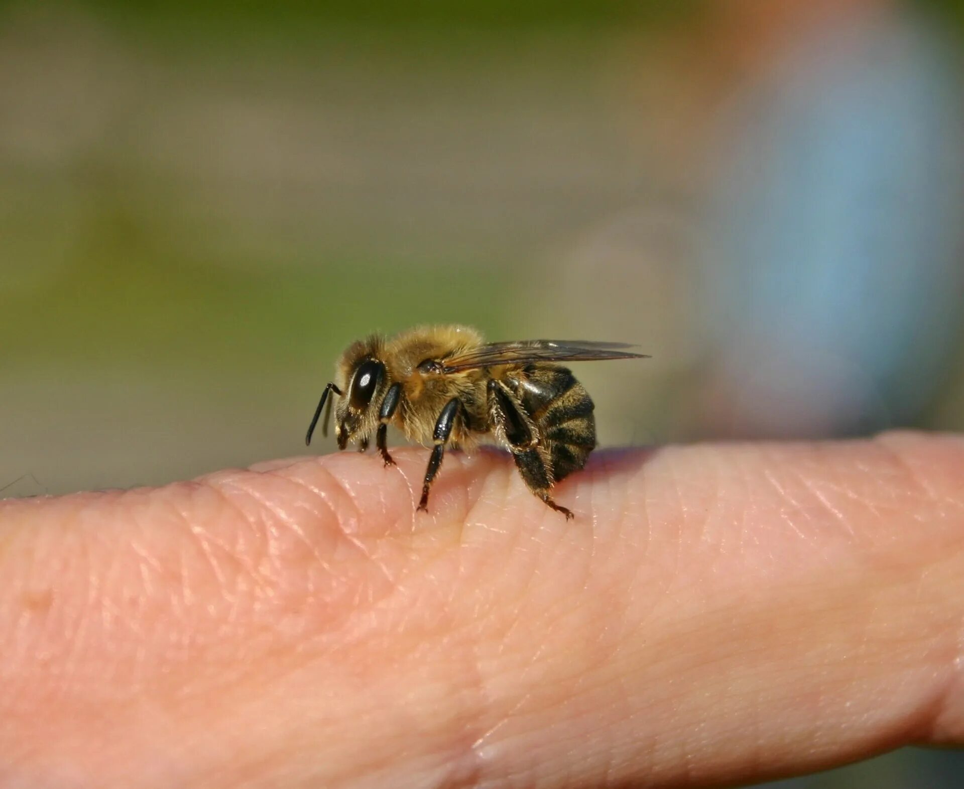 Домашние насекомые пчелы. Жалящие насекомые пчела.