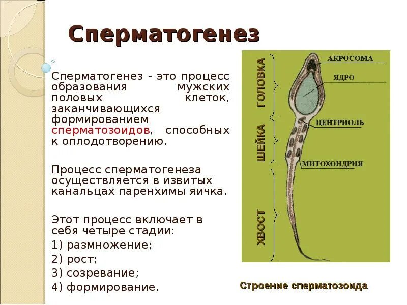 Почему у мужчины густая семенная. Процесс сперматогенеза. Механизм движения сперматозоидов.. Стадии развития сперматозоидов анатомия. Строение сперматогенеза. Сперматогенез стадии развития.