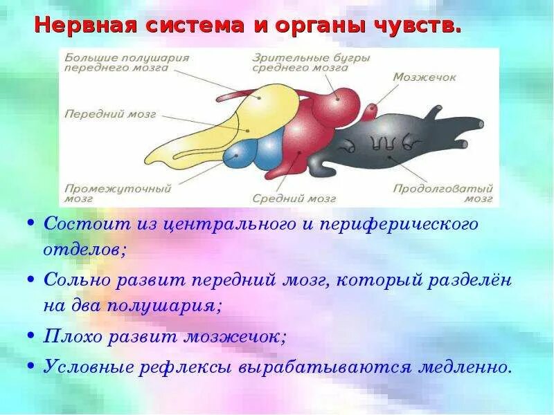 Ощущения и нервная система. Нервная система и органы чувств. нервная система и органы чувств амфибий. с помощью органов чувств нервная система осуществляет. нервная система амфибий.