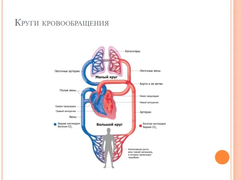 Кровеносная система биология 8 класс контрольная. Схема малого круга кровообращения 8 класс биология. Круги кровообращения 8 класс биология схема. Схема малый круг кровообращения человека 8 класс биология. Малый и большой круг кровообращения человека схема.