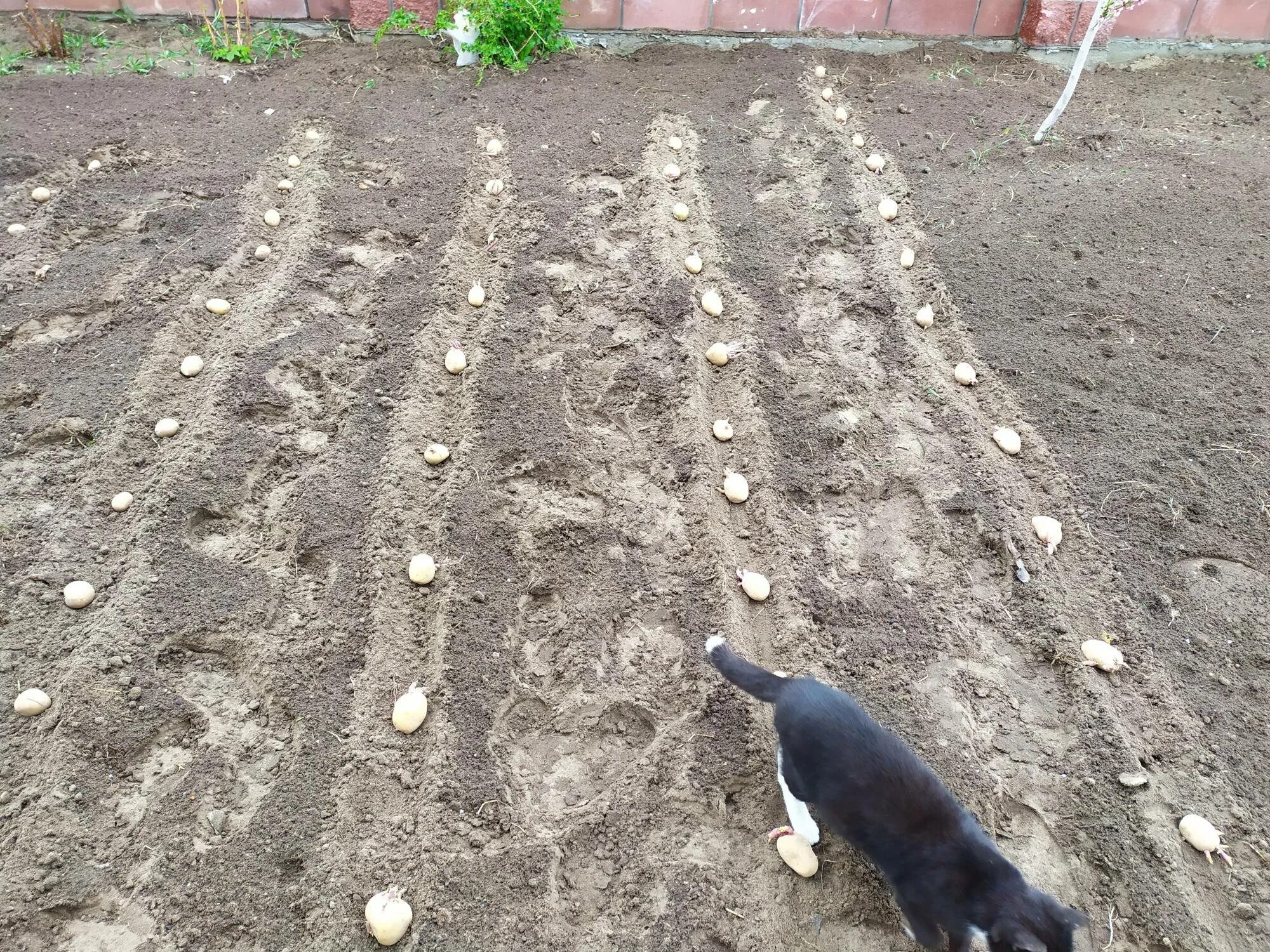 Метод Митлайдера картофель. Посадка картофеля. Гребневая посадка картофеля. Посадка картофеля в гребни.